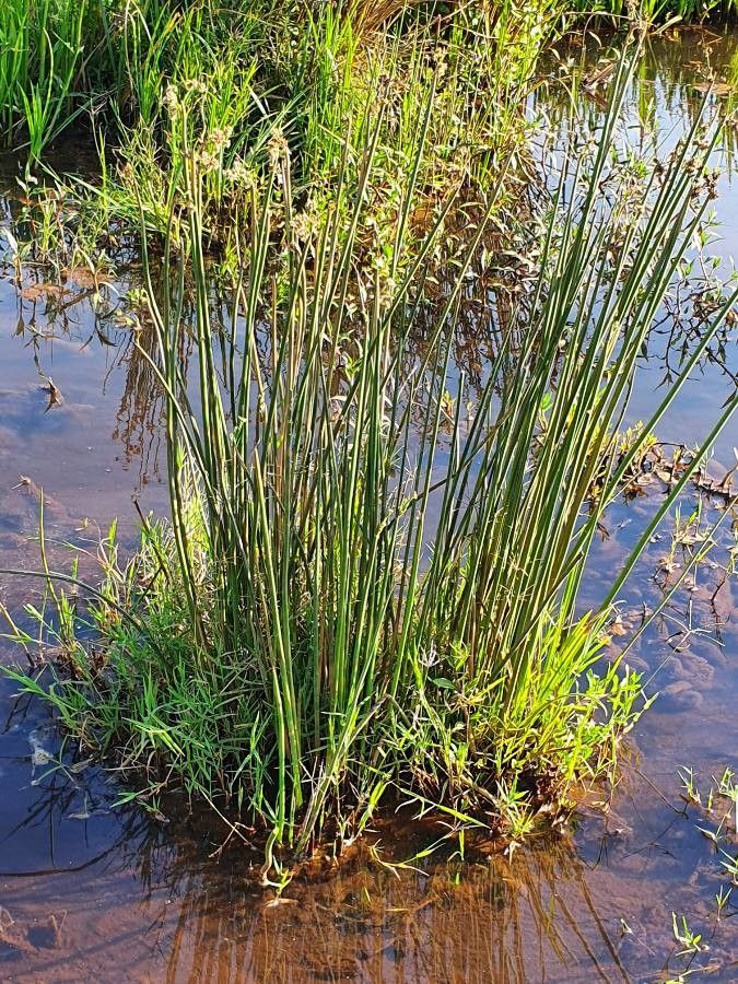 Scirpus brachyceras bark