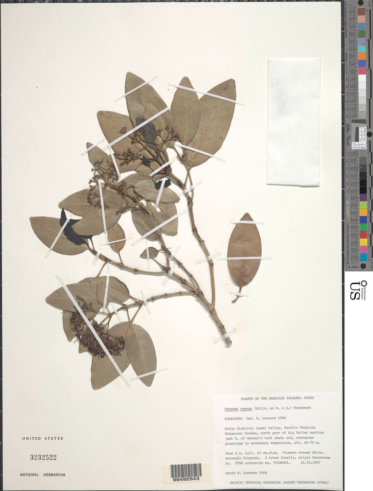 Coptosperma cymosum — related species from the same genus