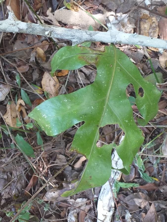 Phymatosorus scolopendria — difficulty difficulty houseplant