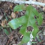 Phymatosorus scolopendria