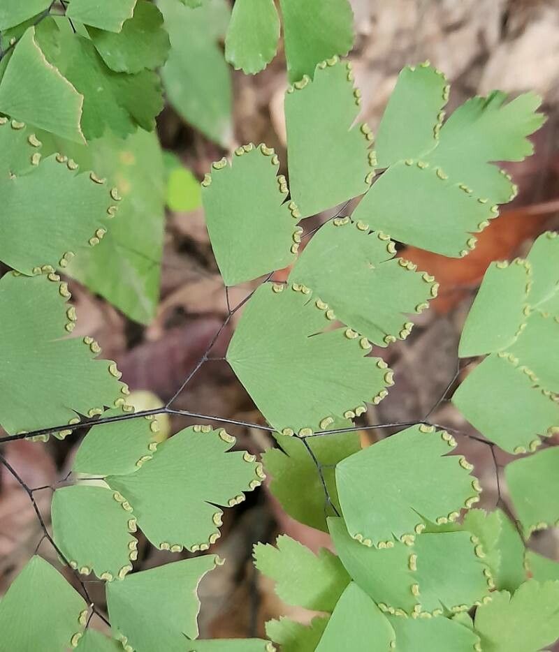 Adiantum fragile fruit