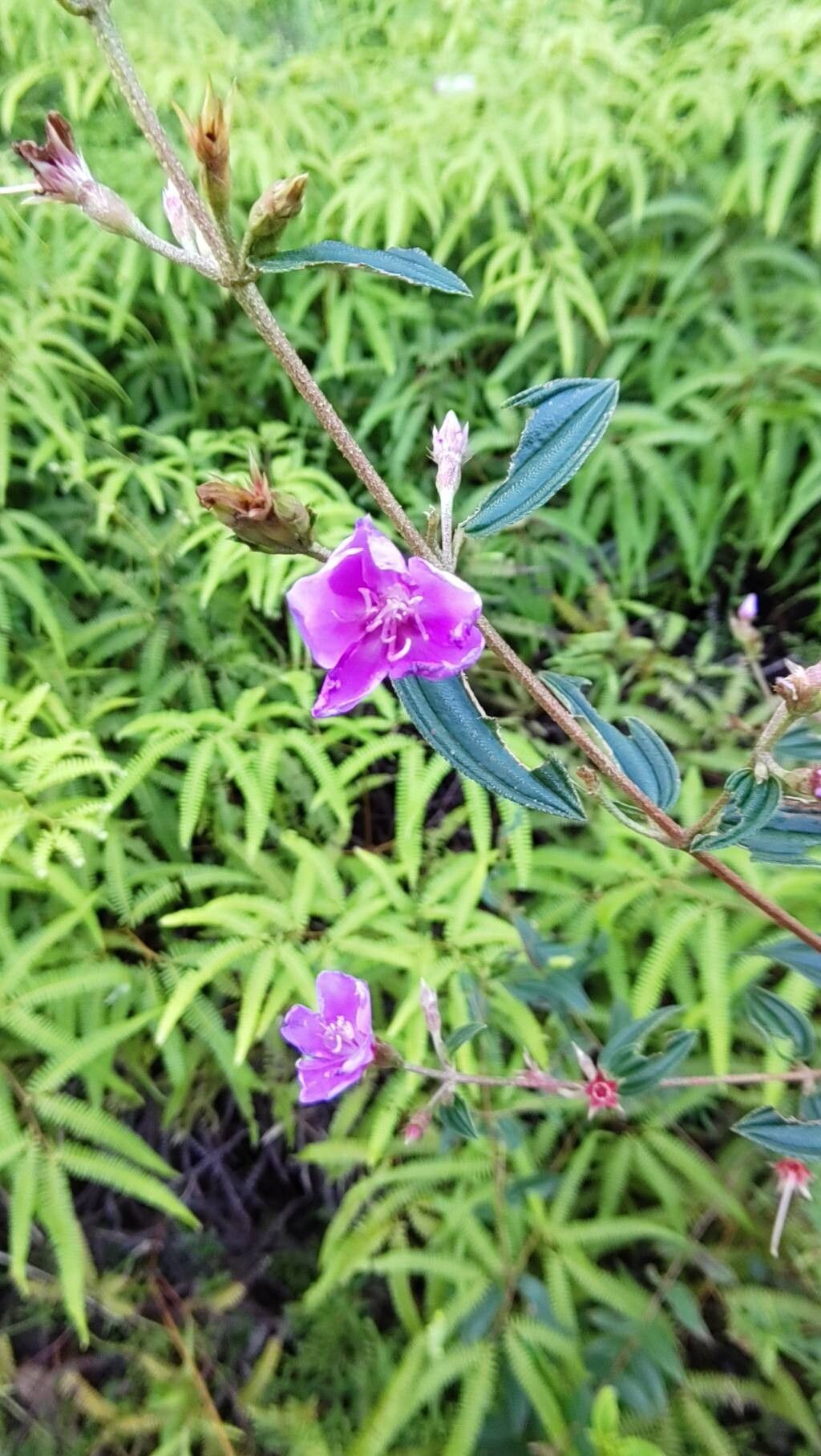 Tibouchina aspera flower
