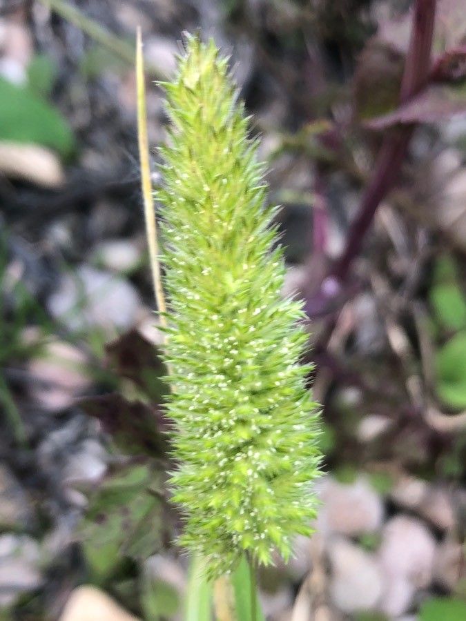 Polypogon monspeliensis fruit