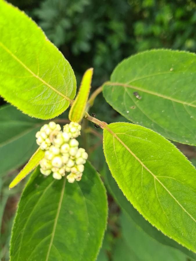 Clibadium surinamense — houseplant care guide