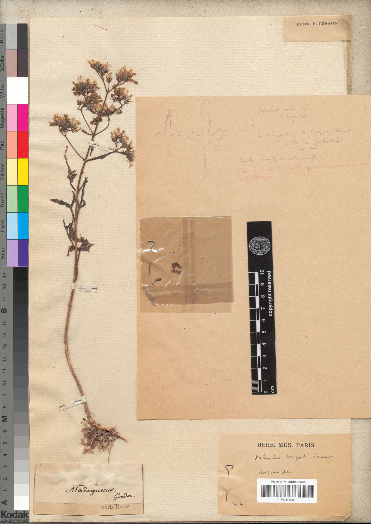 Kalanchoe briquetii — houseplant care guide