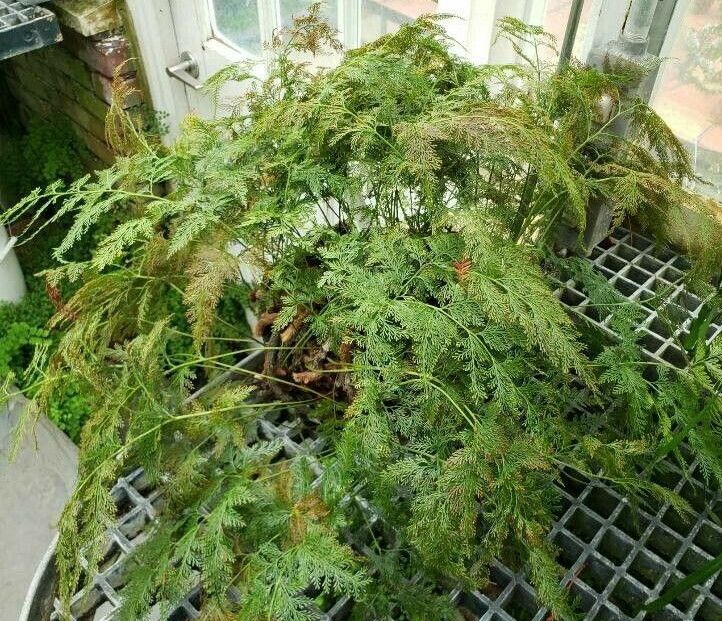 Davallia fejeensis habit