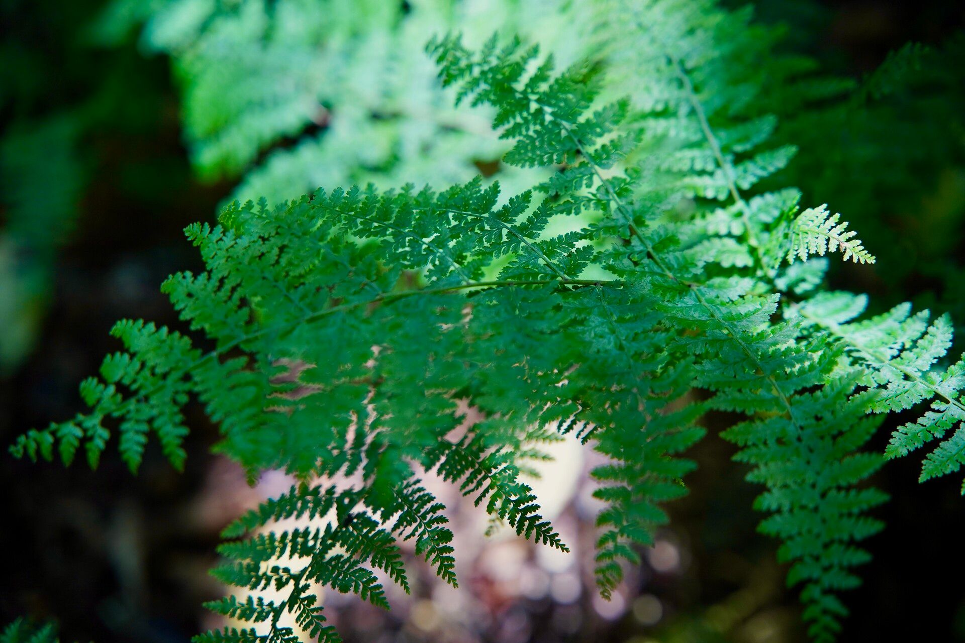 Asplenium haurakiense — houseplant care guide