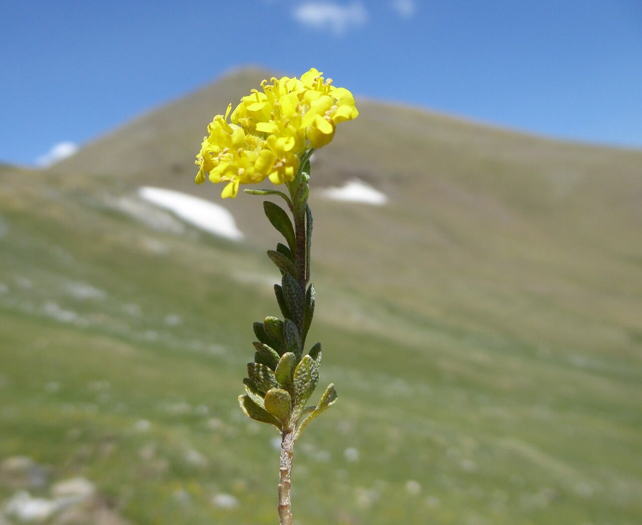 Alyssum cuneifolium bark