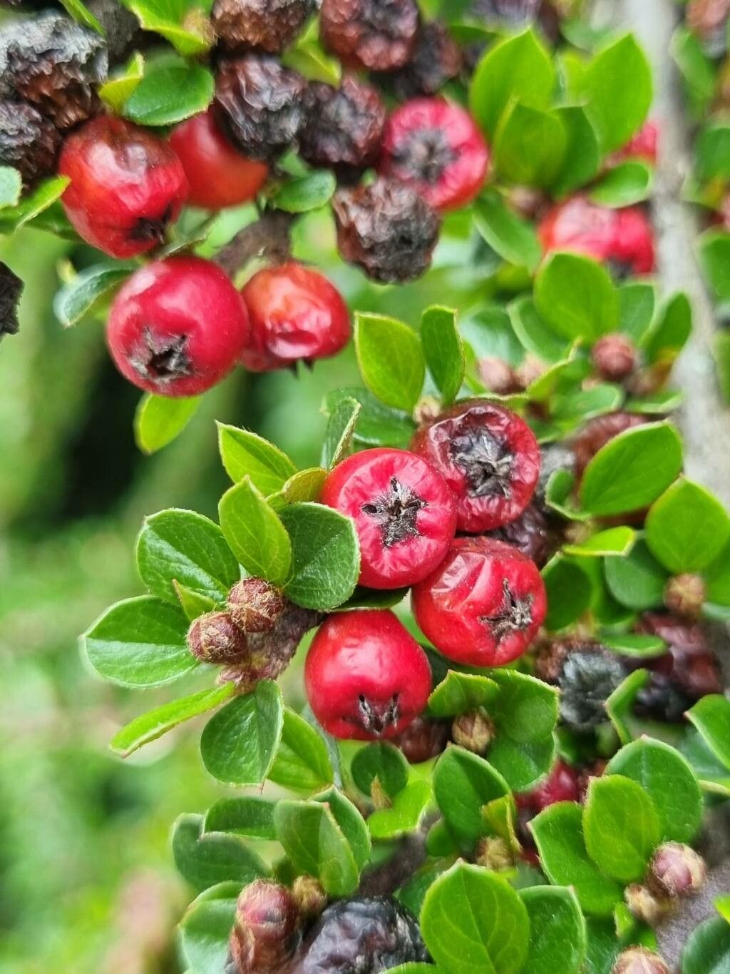 Cotoneaster nan-shan fruit