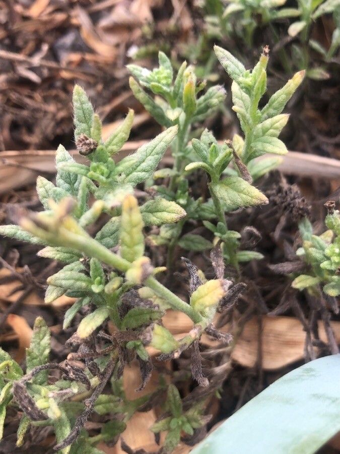 Heliotropium crispum — search result for 'Egypt'