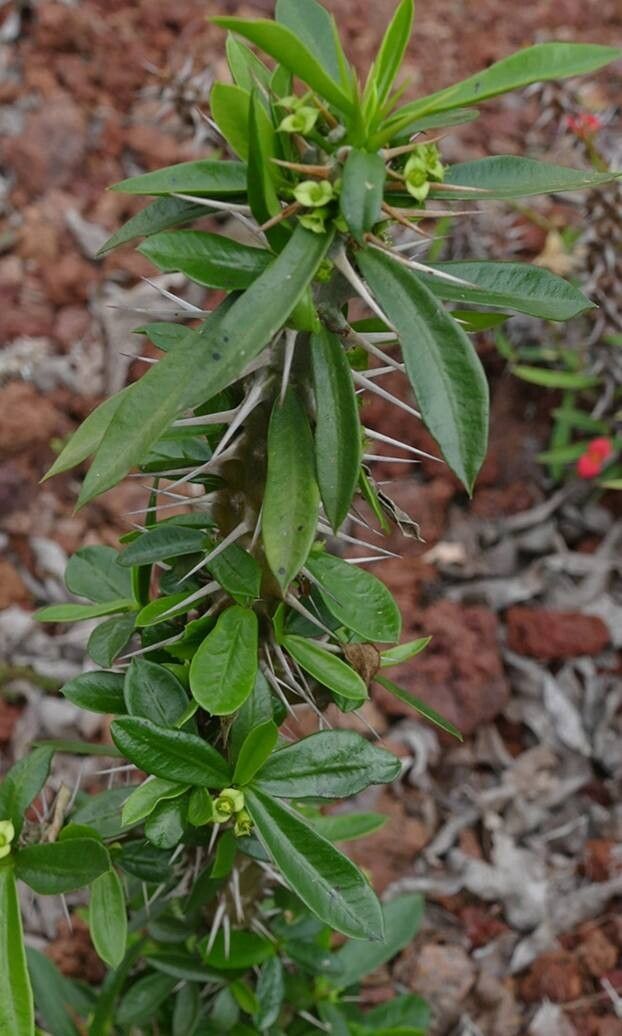 Euphorbia analavelonensis habit