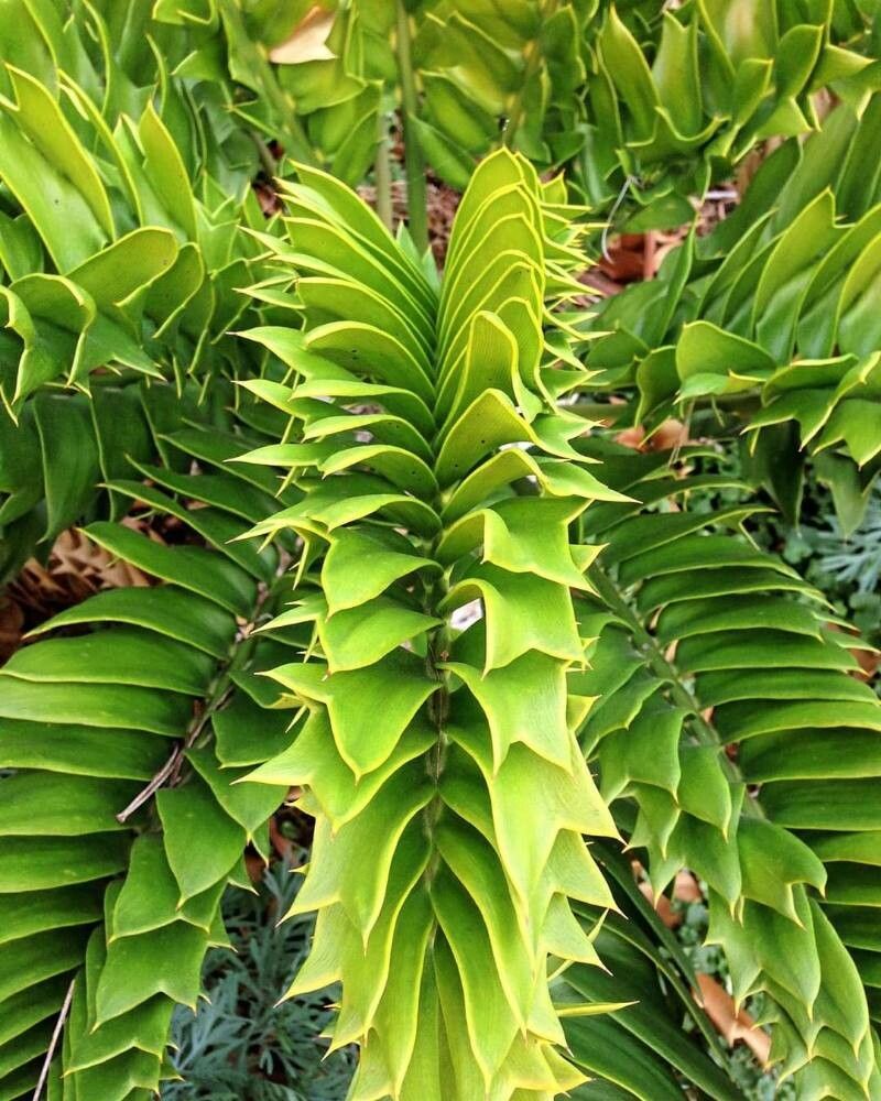 Encephalartos latifrons — search result for 'Encephalartos'