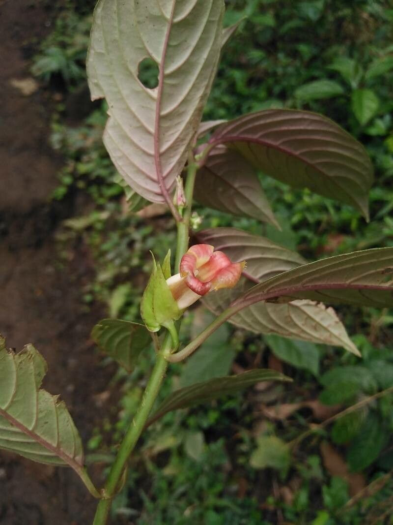 Drymonia warszewicziana flower