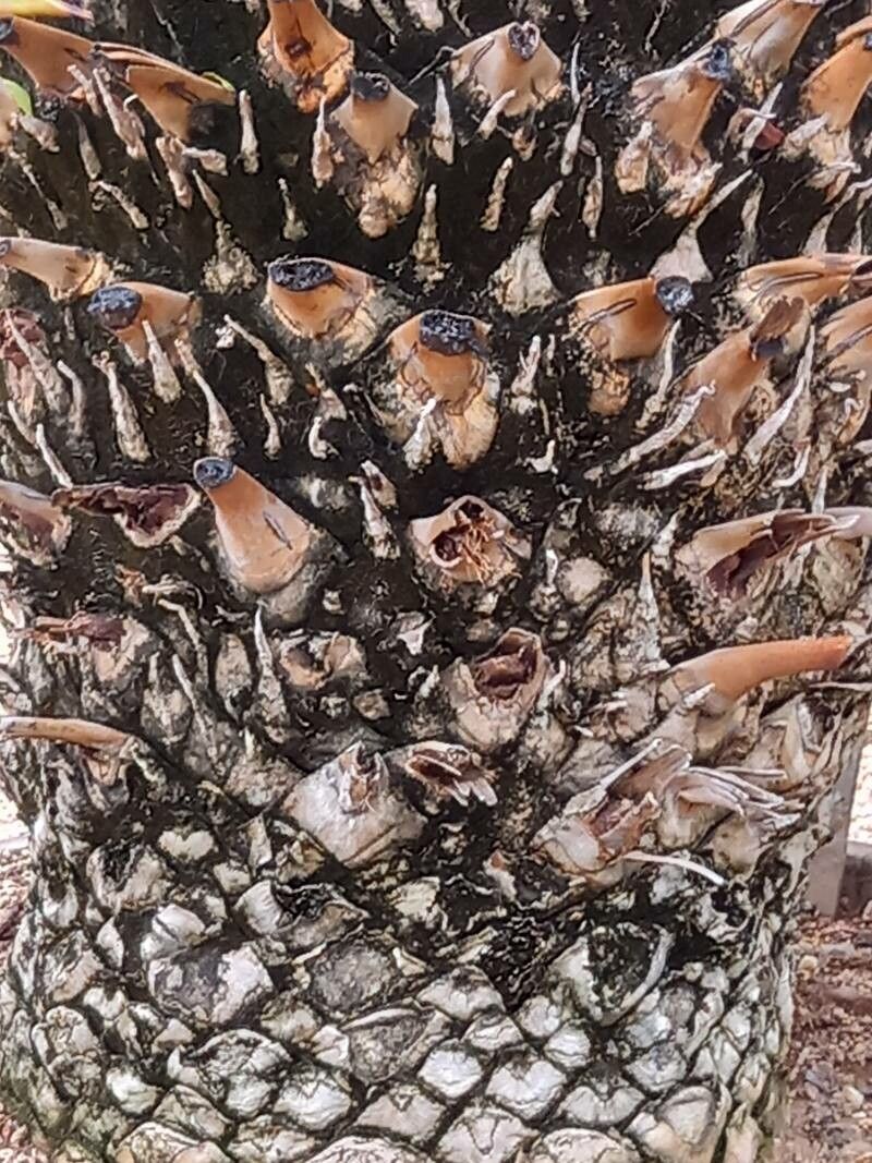 Encephalartos transvenosus bark