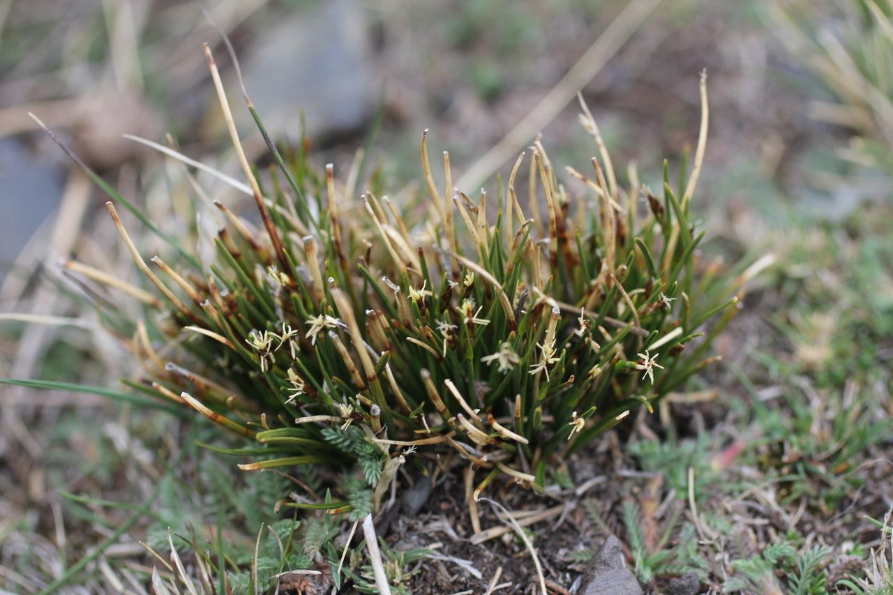 Trichophorum rigidum