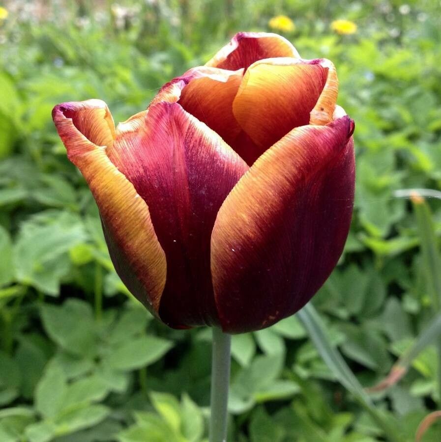Tulipa grengiolensis flower