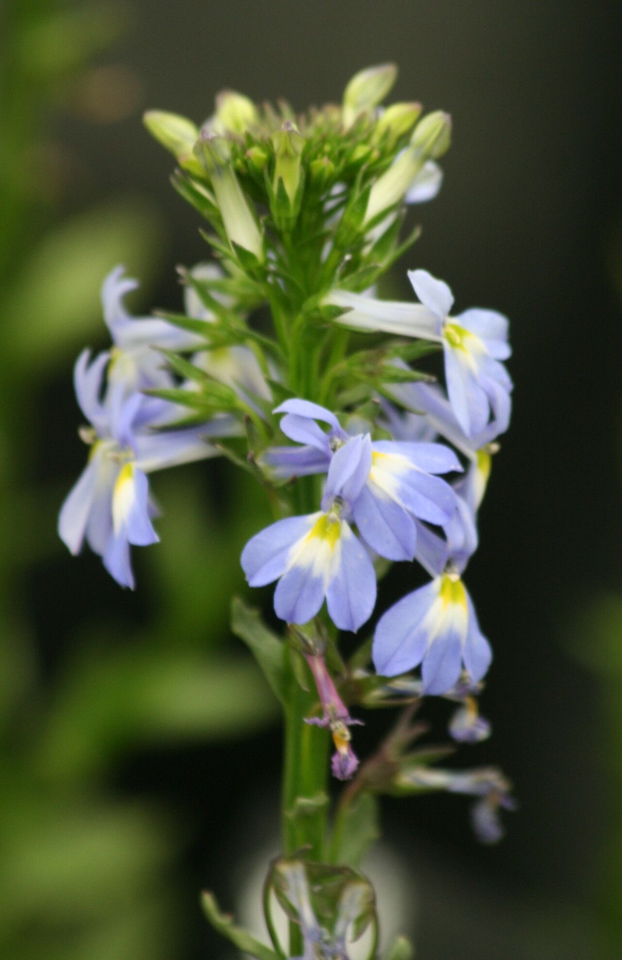 Lobelia valida — houseplant care guide