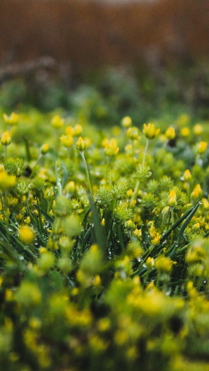 Ranunculus falcatus flower