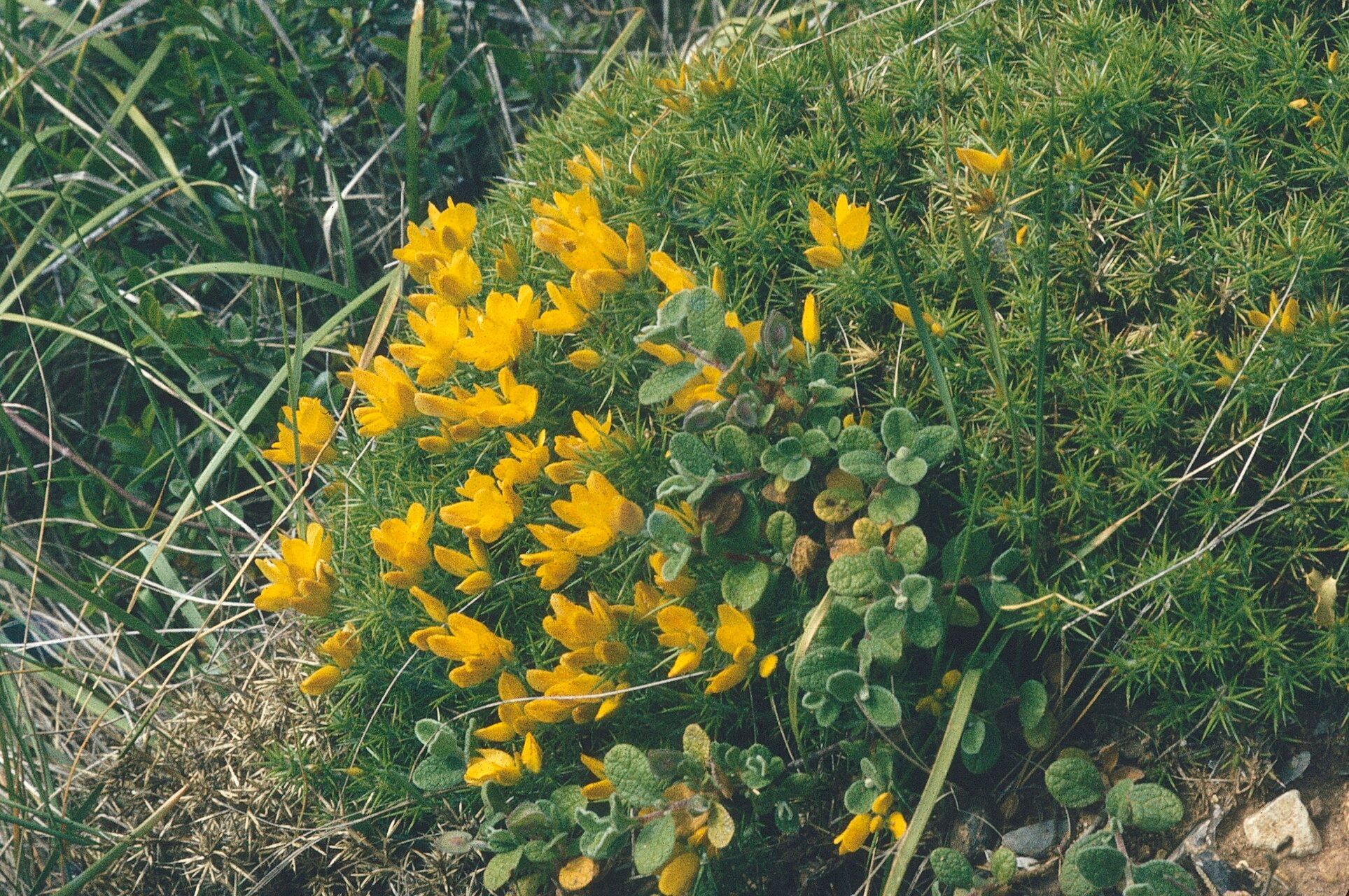 Ulex densus flower