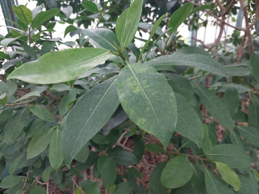 Ficus soatensis — houseplant care guide