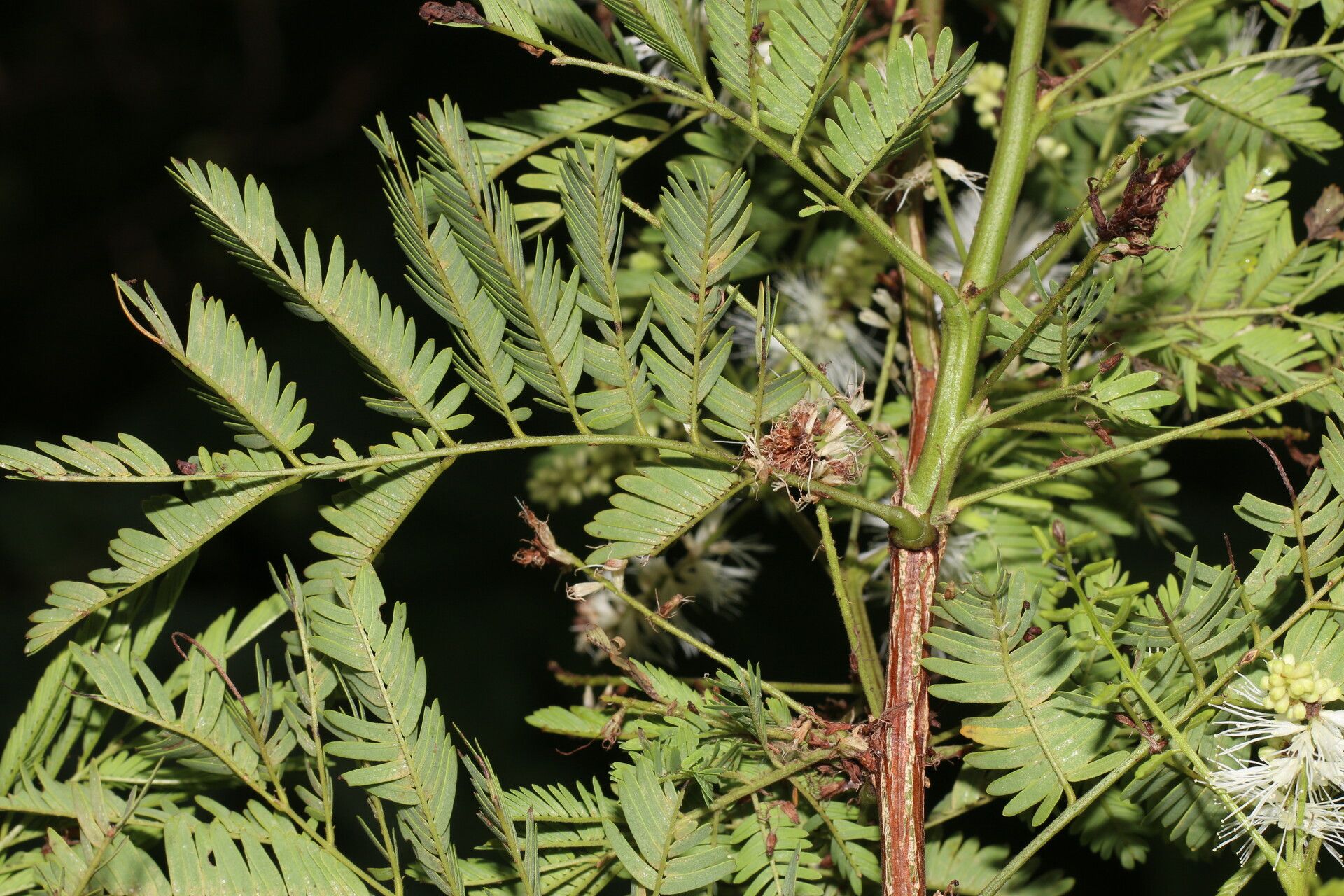 Mimosa platycarpa — search result for 'Mimosa'