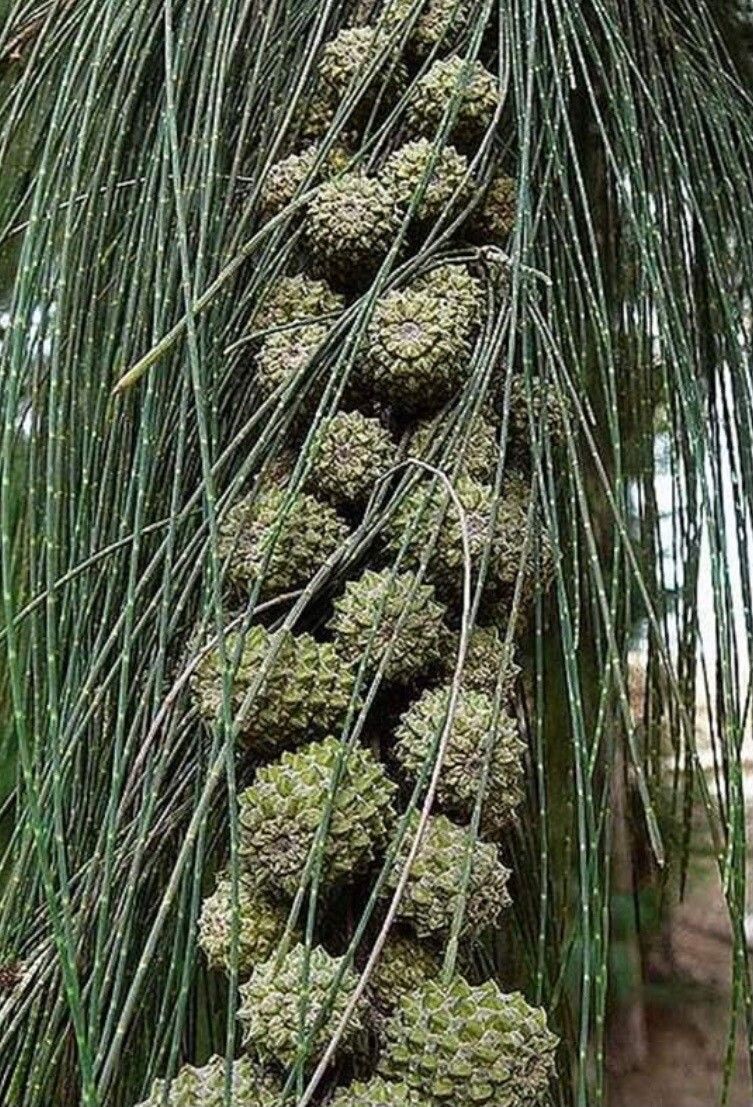 Casuarina teres fruit
