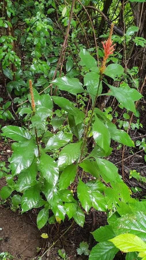 Aphelandra scabra habit