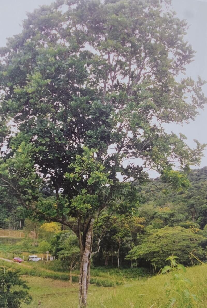 Cupania oblongifolia — houseplant care guide