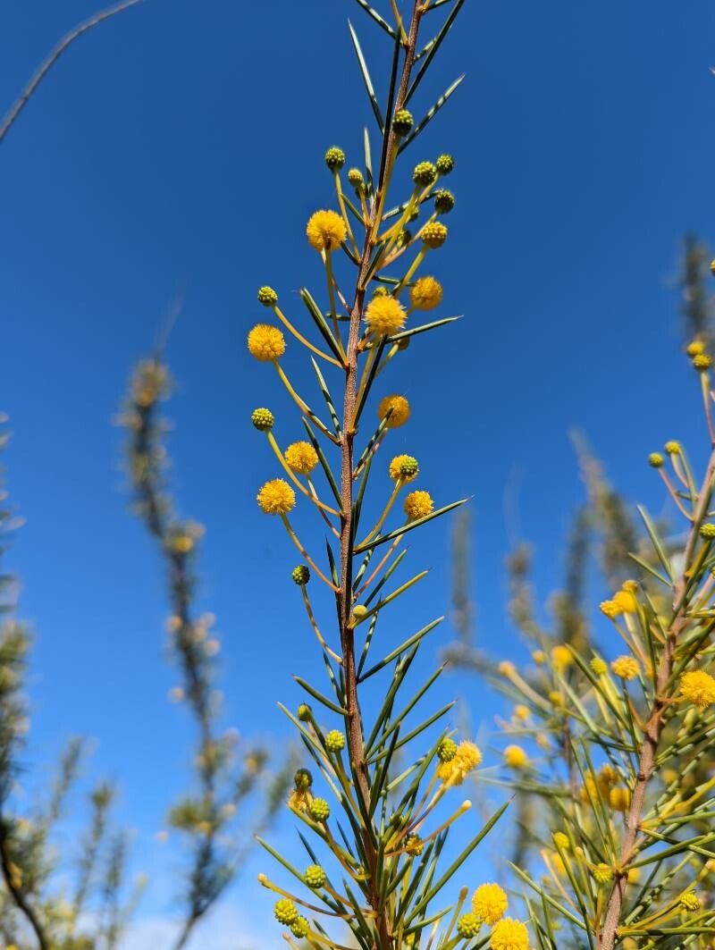 Acacia tetragonophylla habit