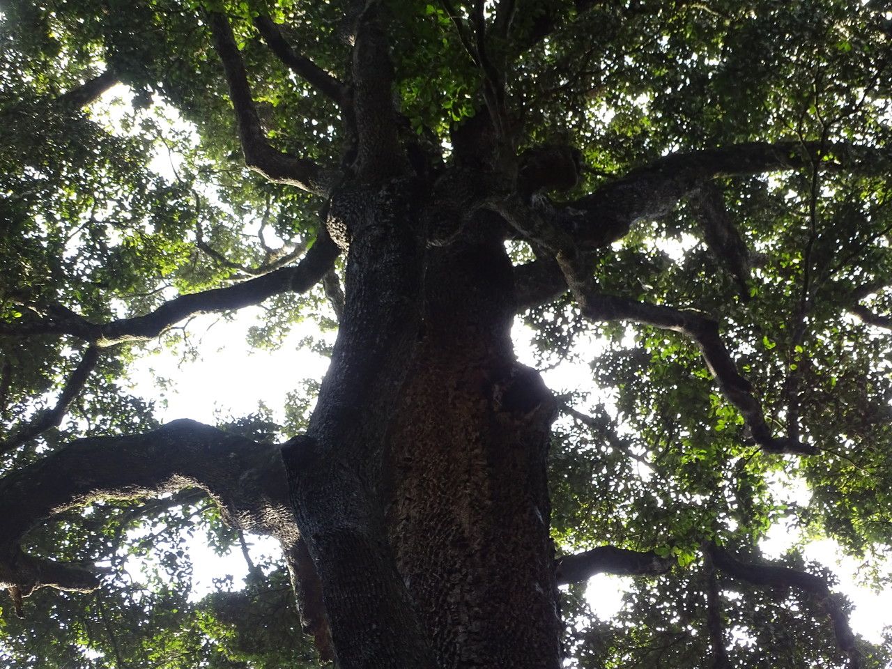 Manilkara discolor habit
