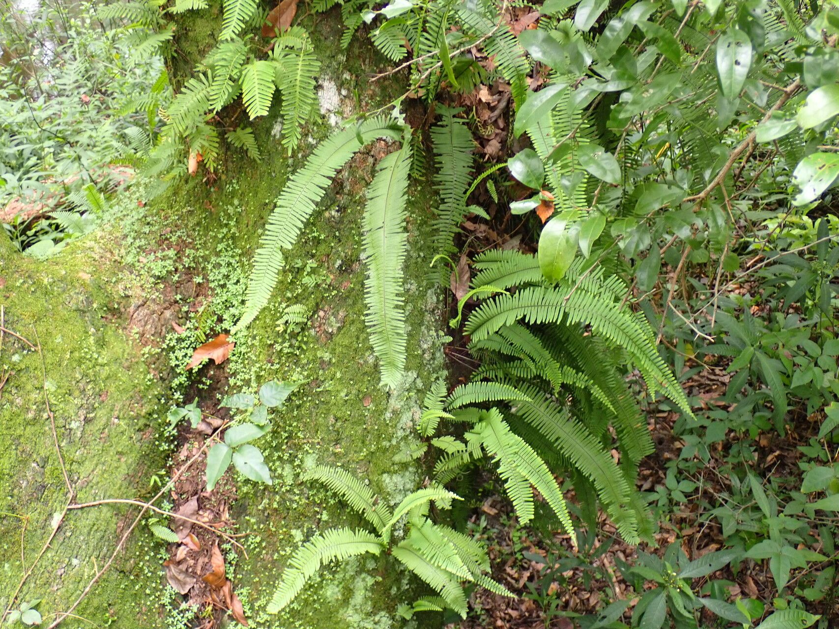 Pecluma plumula habit