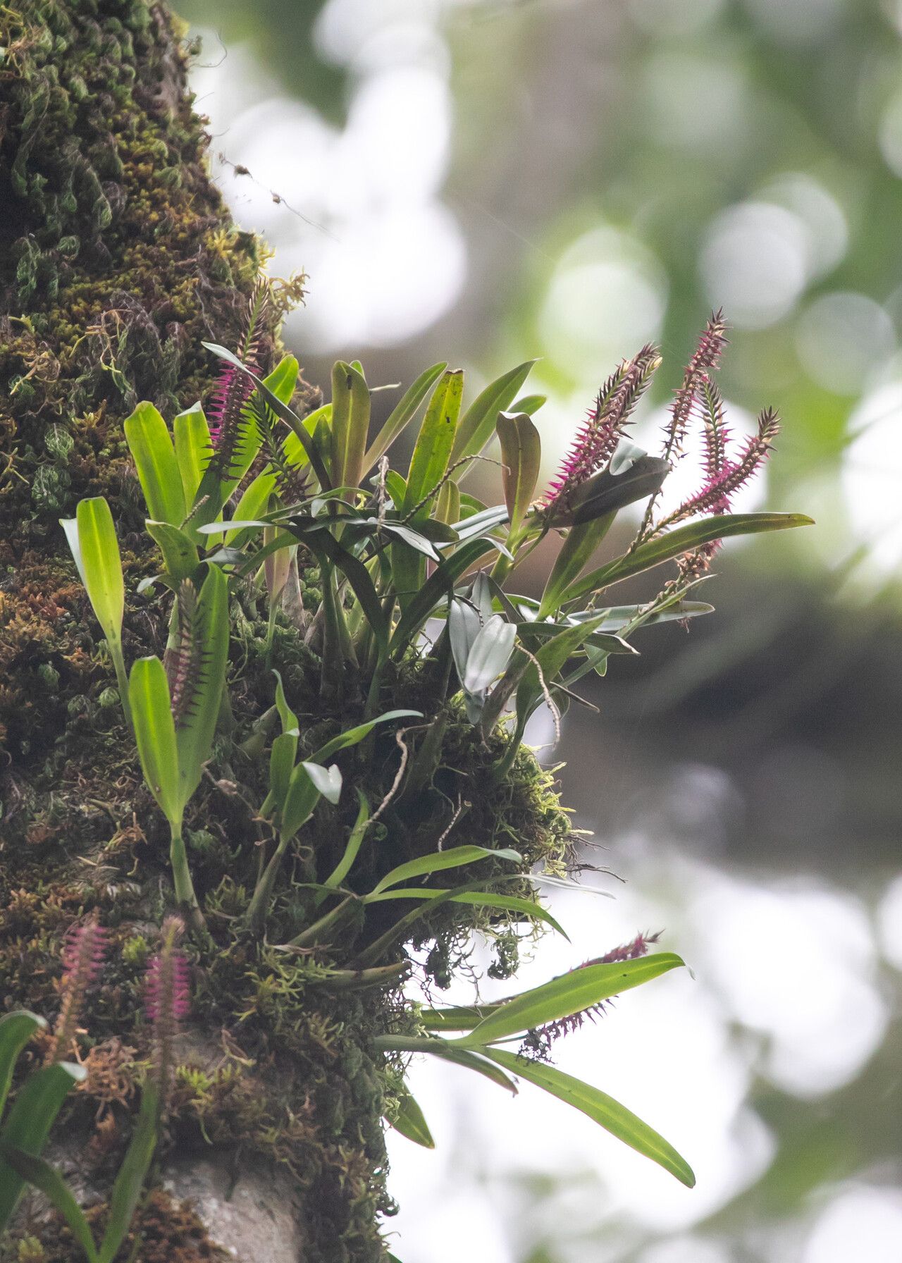 Bulbophyllum vulcanicum habit