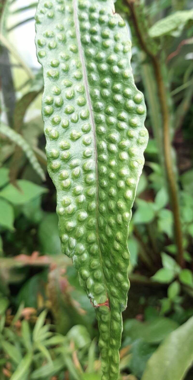 Tectaria decurrens leaf