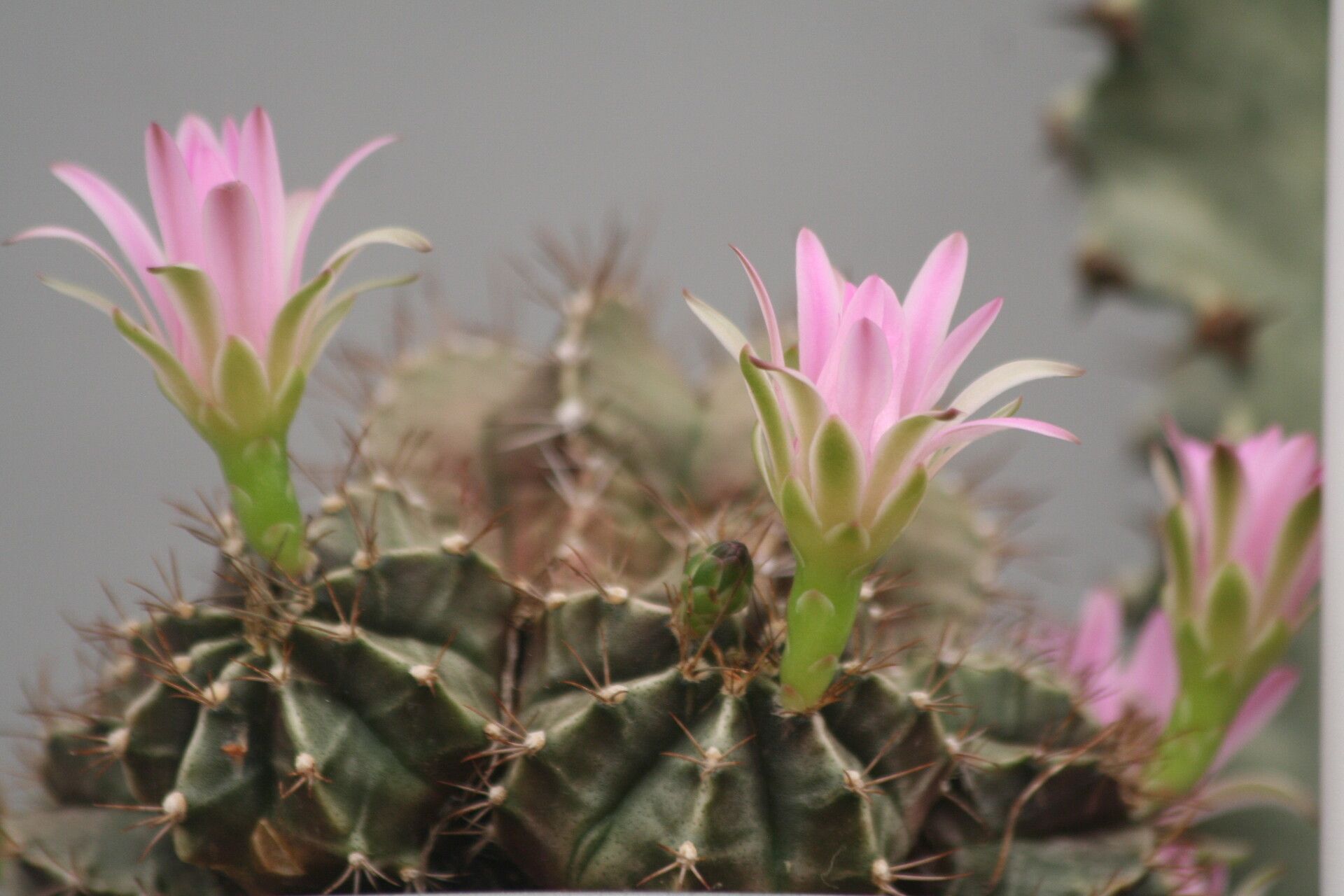 Gymnocalycium stenopleurum flower