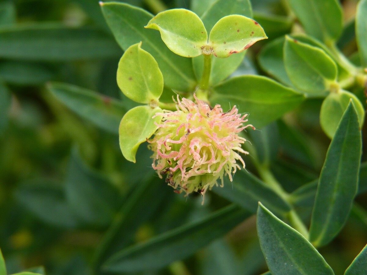 Euphorbia fragifera fruit