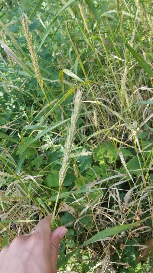 Elymus virginicus flower