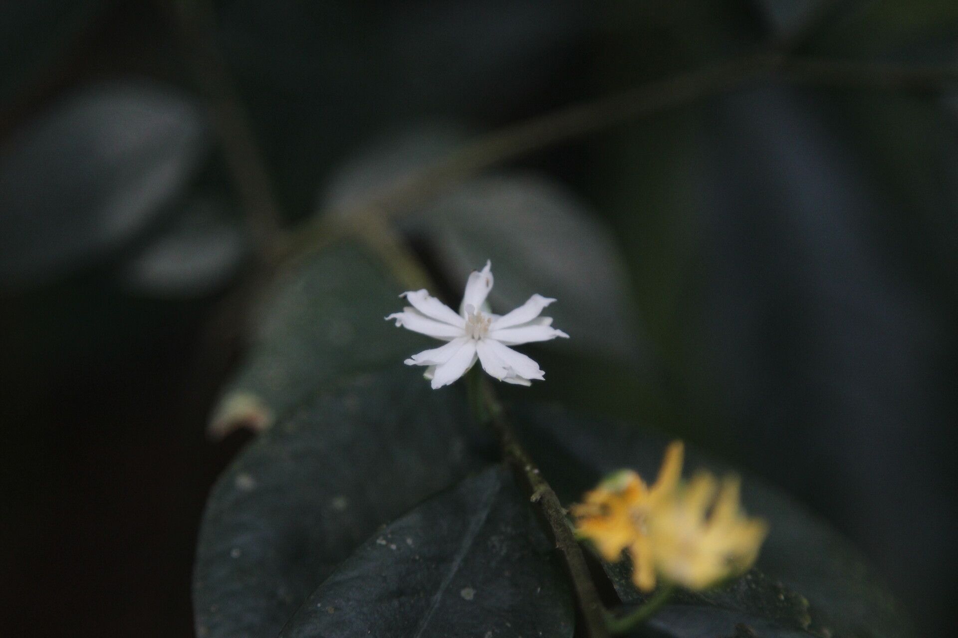 Dicranolepis disticha flower