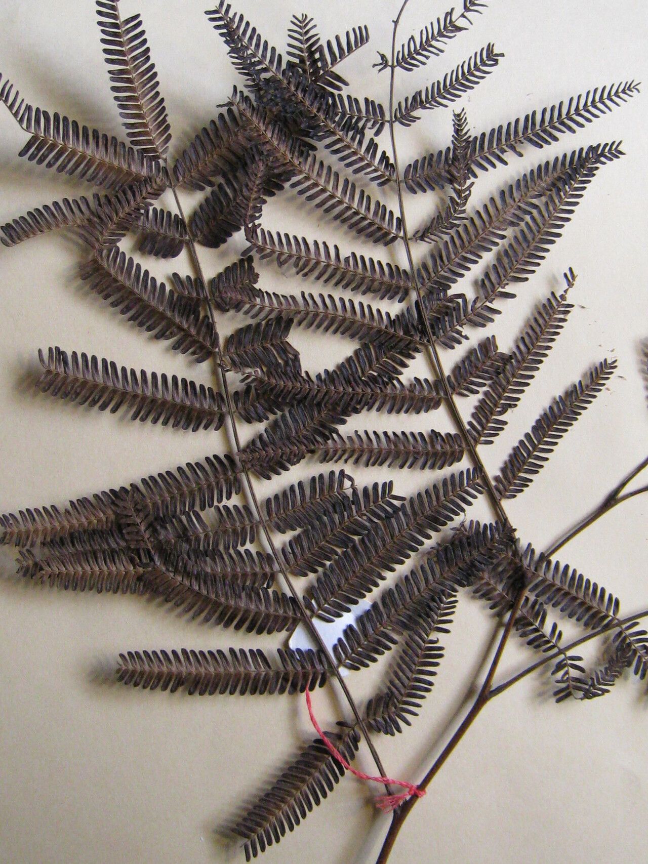 Pseudopiptadenia suaveolens other