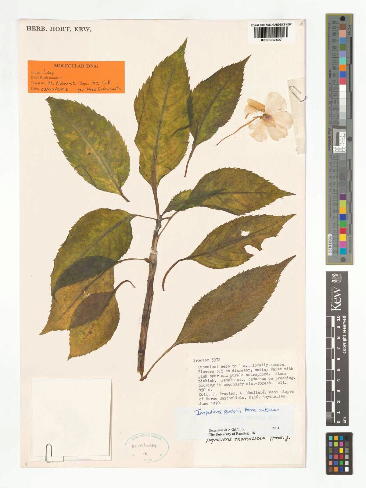 Impatiens gordonii — houseplant care guide