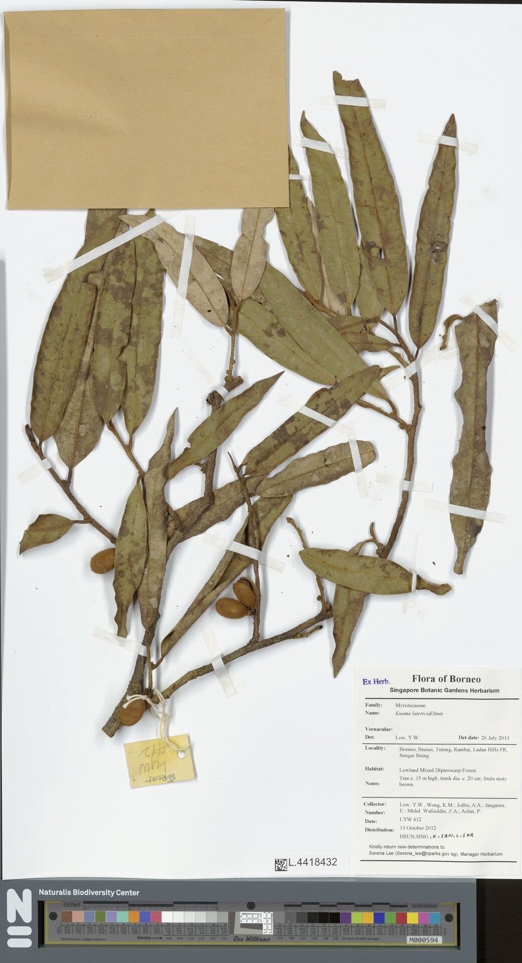 Knema latericia — houseplant care guide