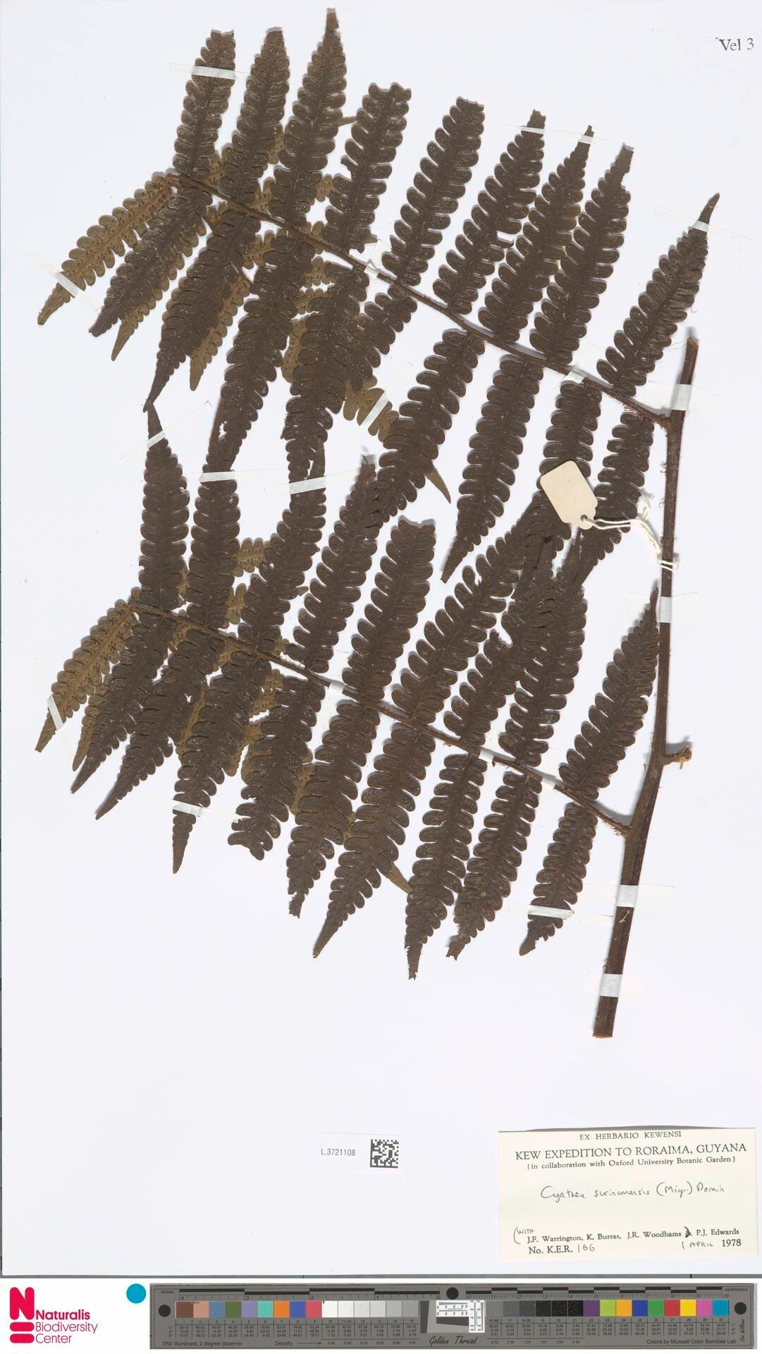 Cyathea surinamensis — houseplant care guide