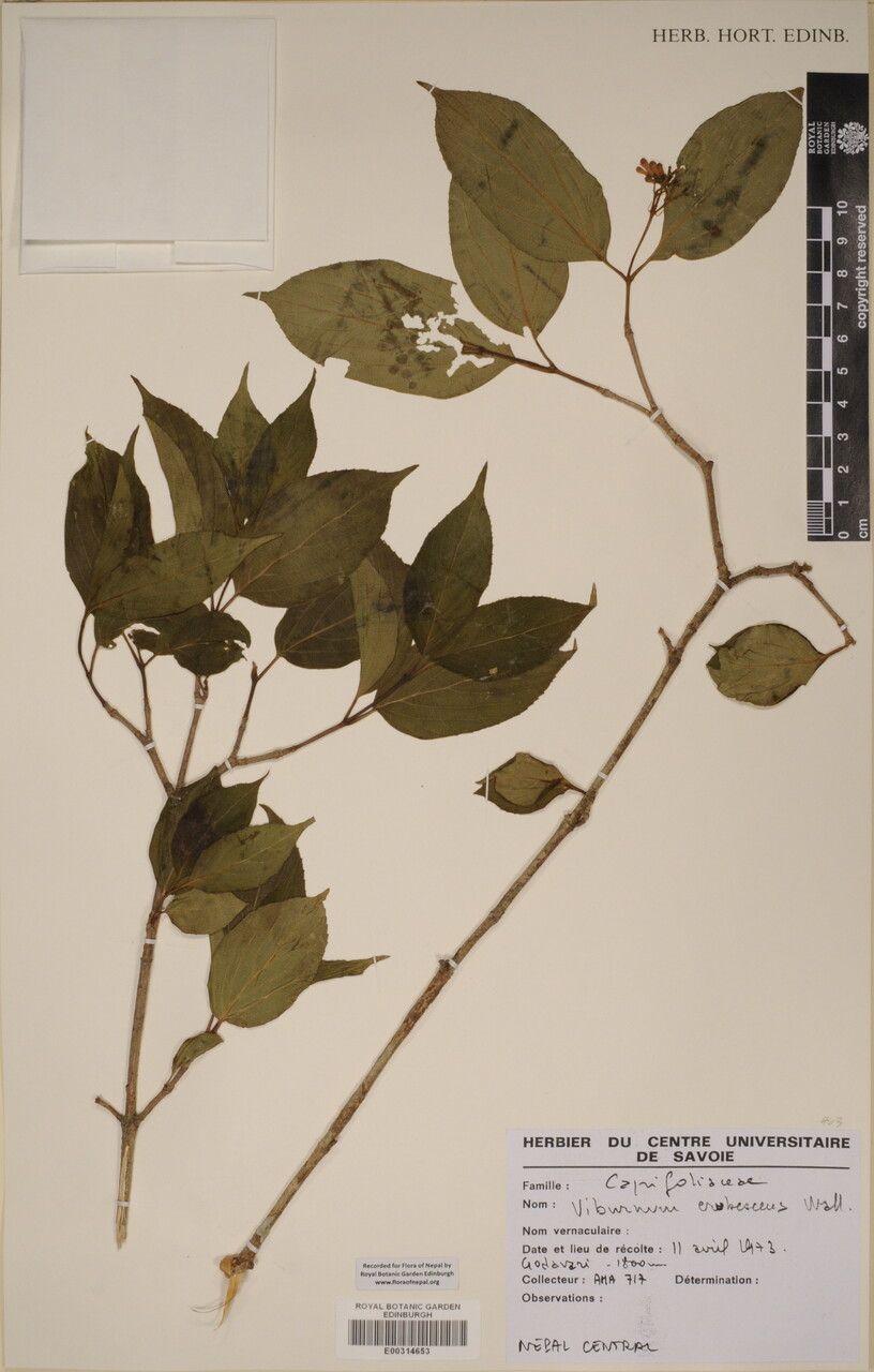 Viburnum erubescens other