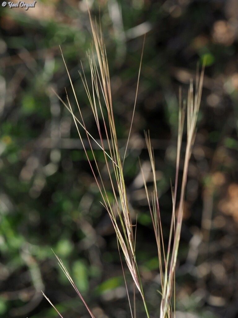Aristida sieberiana — search result for 'Aristida'