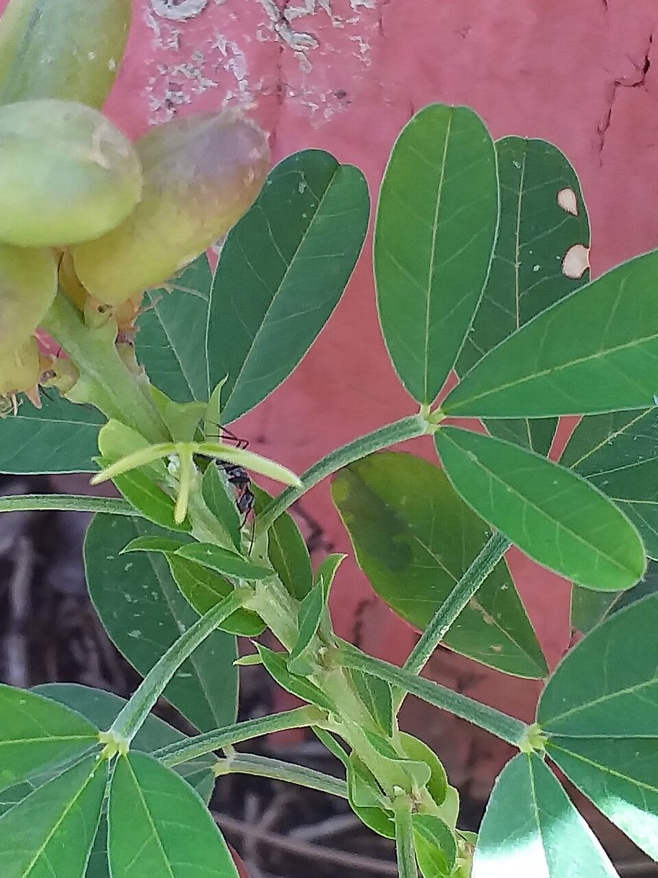 Crotalaria naragutensis bark