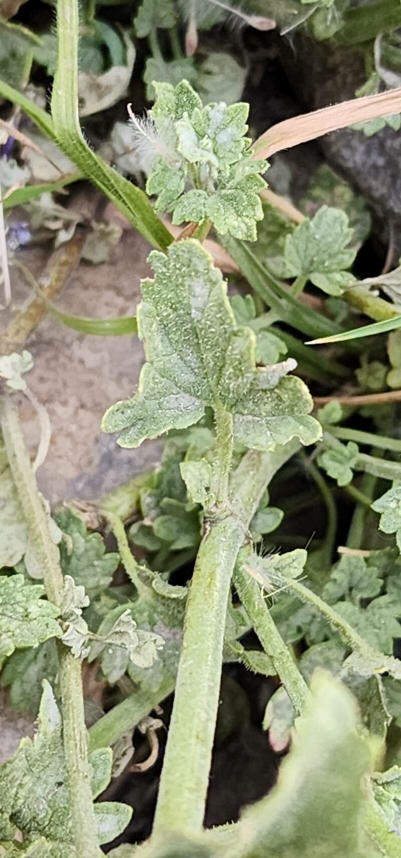 Nepeta macrosiphon — houseplant care guide