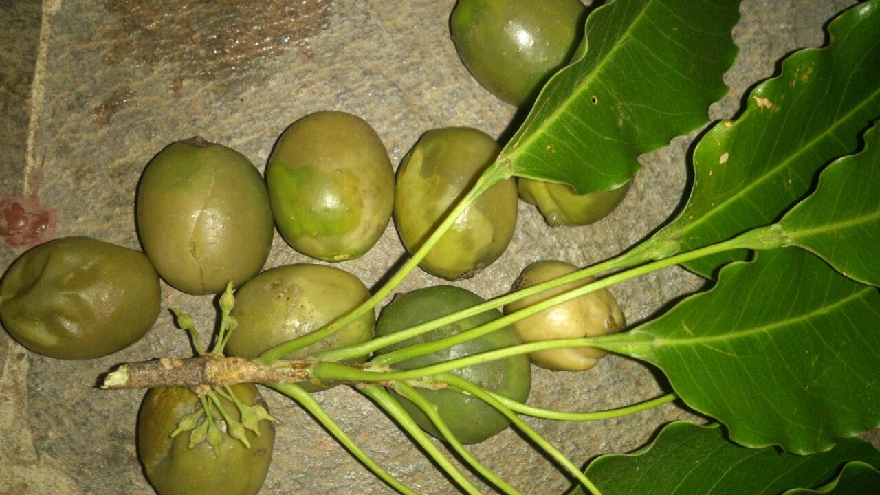 Sideroxylon capiri flower