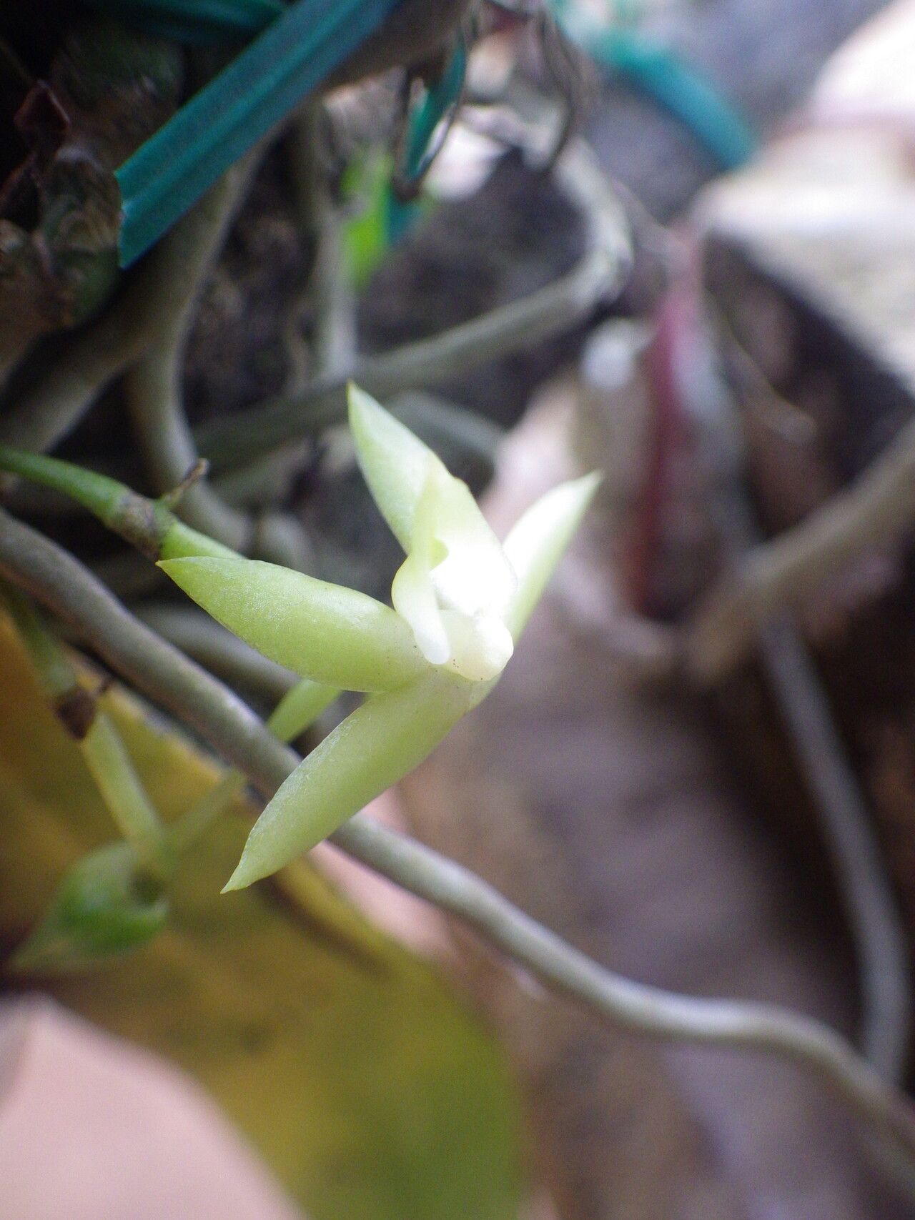 Angraecum multinominatum flower
