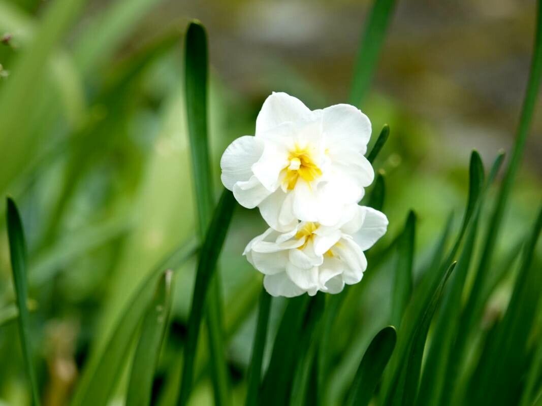 Narcissus × incomparabilis — search result for 'Narcissus'