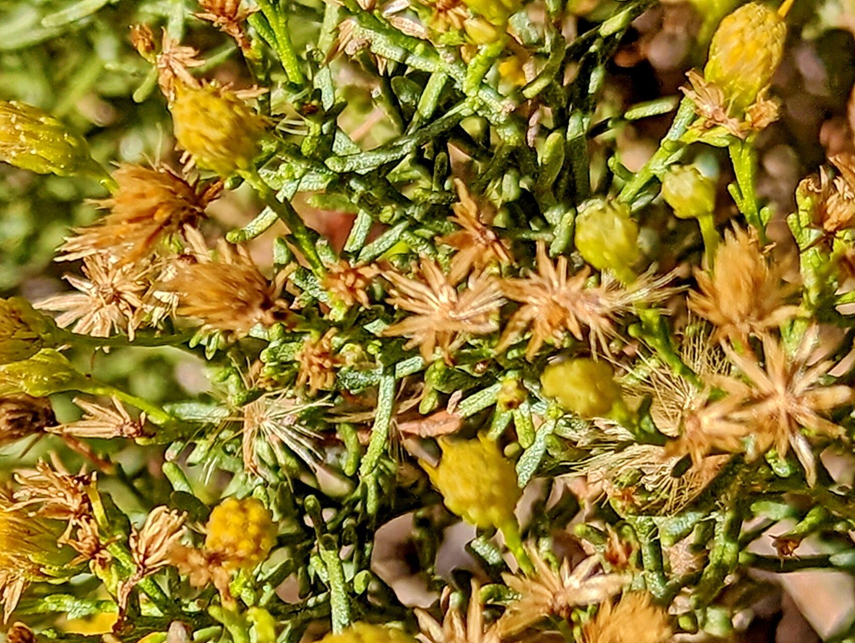 Ericameria laricifolia — related species from the same genus