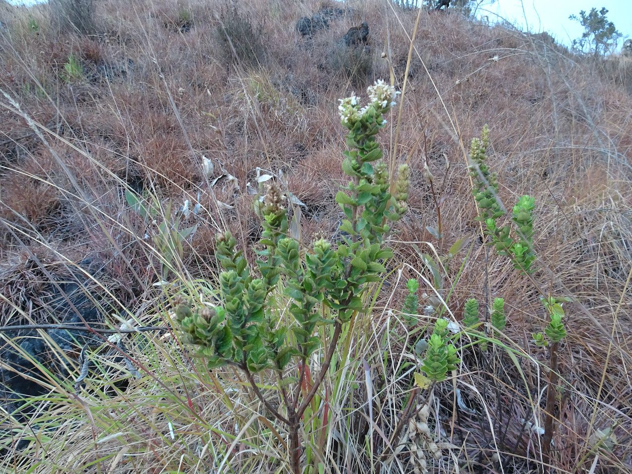 Clinopodium robustum habit
